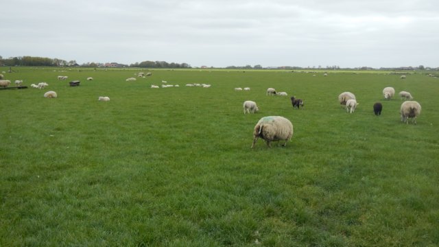 HWK Texel 2015 031.jpg